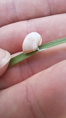 Xeropicta derbentina