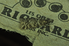 Scoparia penumbralis