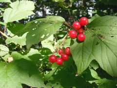 Viburnum opulus