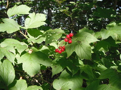 Viburnum opulus