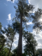Pinus taeda