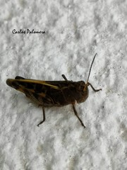 Acrididae