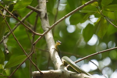 Chrysopelea paradisi