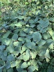Smilax lasioneura