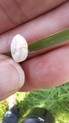 Xeropicta derbentina