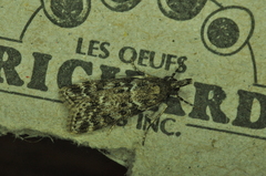 Scoparia penumbralis