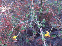 Aspalathus crassisepala