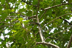 Chrysopelea paradisi