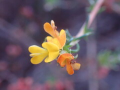 Aspalathus crassisepala