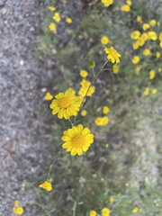 Hymenothrix dissecta