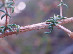 Aspalathus crassisepala