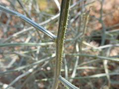 Chondrilla ramosissima