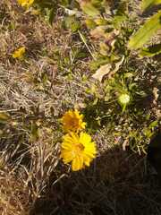 Grindelia pulchella