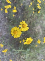 Hymenothrix dissecta