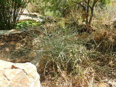 Chondrilla ramosissima