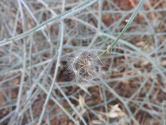 Chondrilla ramosissima