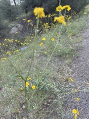 Hymenothrix dissecta