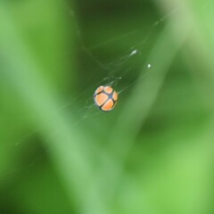 Oenopia sexareata