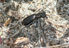 Cicindela punctulata