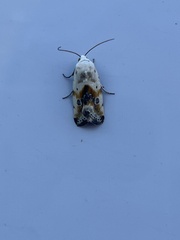 Ponometia candefacta