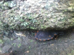 Triatoma longipennis