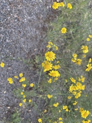 Hymenothrix dissecta