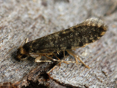 Haplotinea insectella