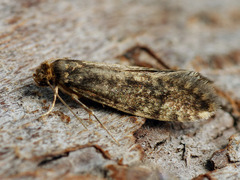 Haplotinea insectella