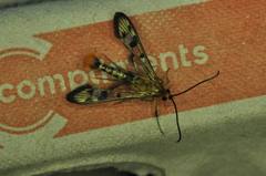 Synanthedon acerni