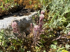 Castilleja parviflora albida