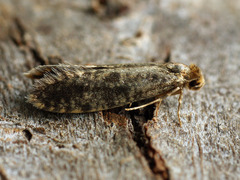 Haplotinea insectella