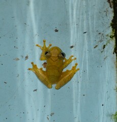 Dendropsophus minutus