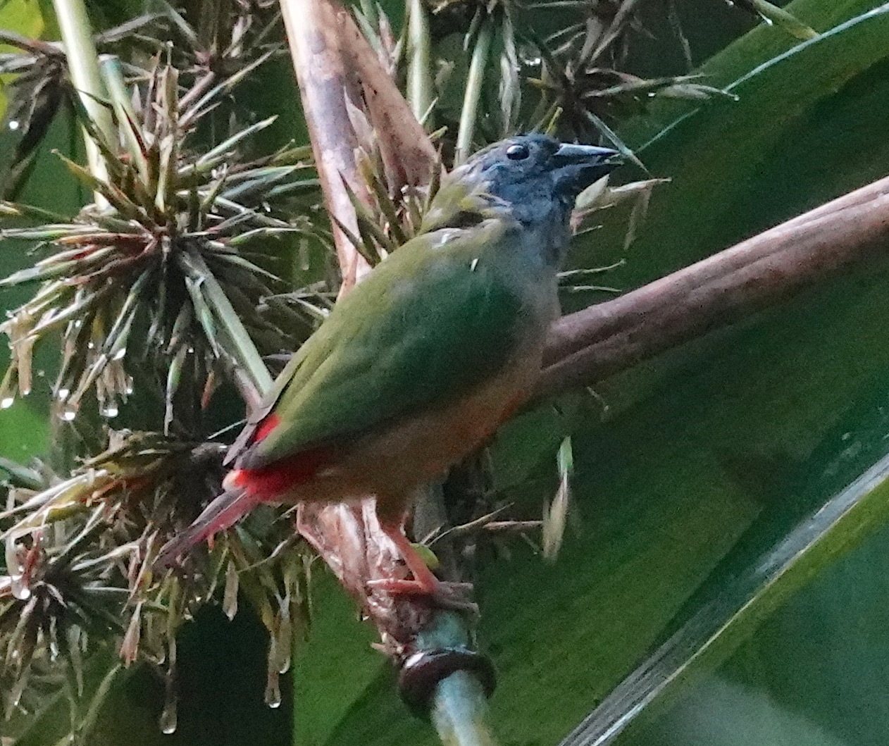 Pin-tailed Parrotfinch illustration