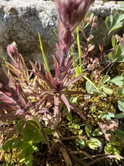 Castilleja parviflora albida