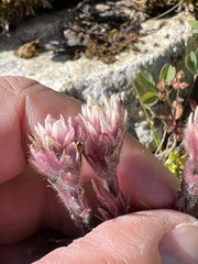 Castilleja parviflora albida