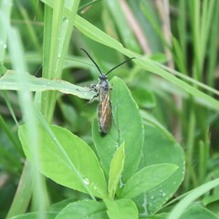 Campsomerinae