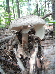 Amanita amerirubescens