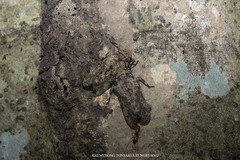 Polydictya thompsoni