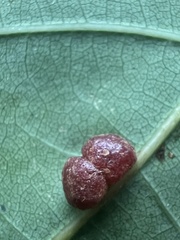 Polystepha globosa