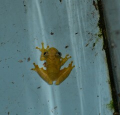 Dendropsophus minutus