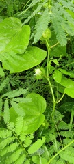 Passiflora foetida