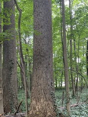 Liriodendron tulipifera