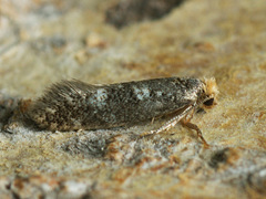 Infurcitinea ignicomella