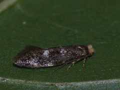 Infurcitinea ignicomella