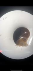 Littorina