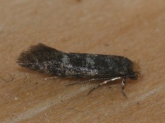 Infurcitinea ignicomella