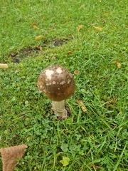 Amanita ceciliae