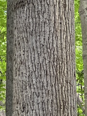 Liriodendron tulipifera
