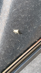 Hentzia mitrata