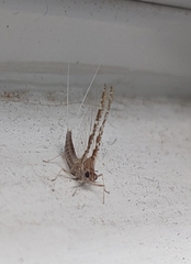 Callibaetis pictus